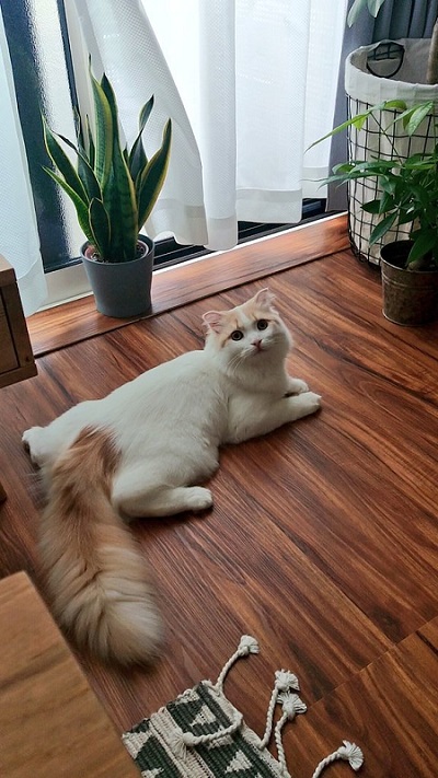 シロさんと時々クロさん