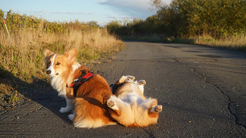 散歩中のへそ天