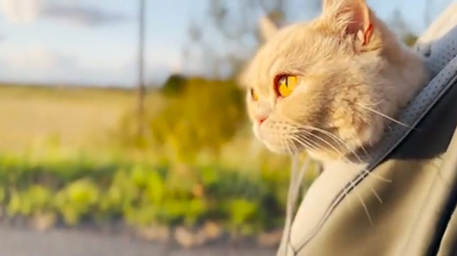 リュックに入ったととろちゃん