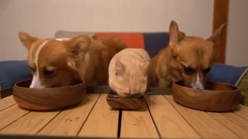 ご飯を食べる3匹