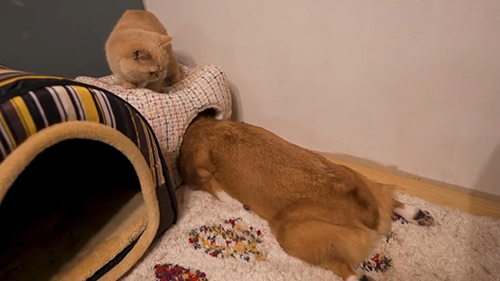 困り顔ととろちゃん