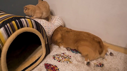 ととろちゃんの足が命中