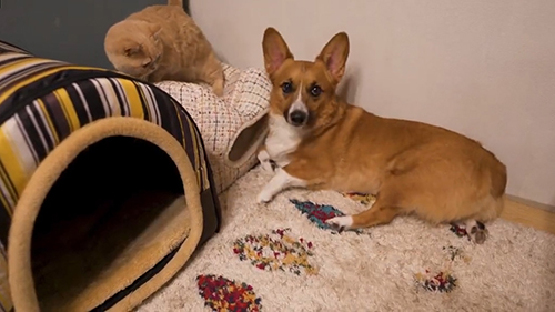 こちらを見るちいくん