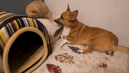 目が合うちいくんとととろちゃん