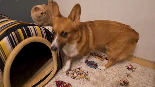 逃走するちいくん