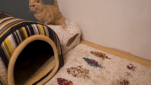 ぼうぜんとするととろちゃん