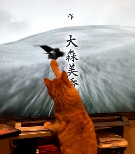 猫 毎週 ルーティン 青天を衝け オープニング 鳥