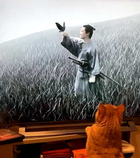 猫 毎週 ルーティン 青天を衝け オープニング 鳥