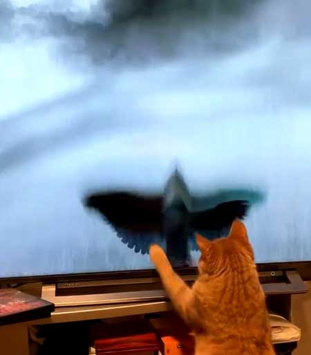 猫 毎週 ルーティン 青天を衝け オープニング 鳥