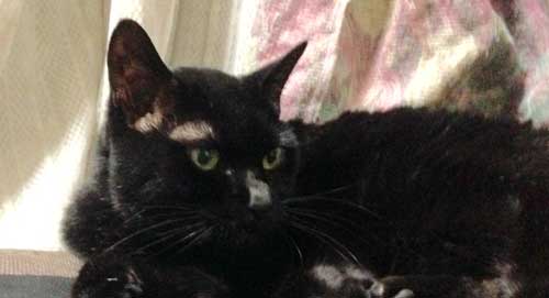 猫 毎週 ルーティン 青天を衝け オープニング 鳥