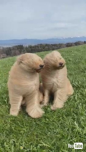 「Goldendoodles Wild Hair in High Winds || ViralHog」