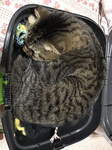 保護猫
