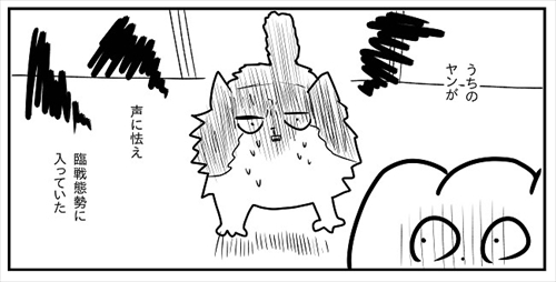 猫のケンカに巻き込まれた飼い主さん