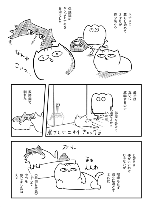 猫のケンカに巻き込まれた飼い主さん