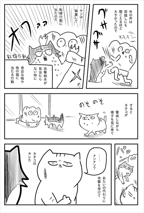 猫のケンカに巻き込まれた飼い主さん