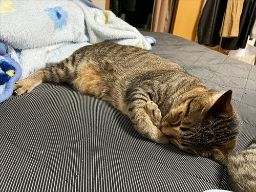 猫のケンカに巻き込まれた飼い主さん