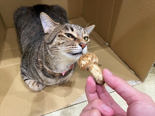 猫のケンカに巻き込まれた飼い主さん
