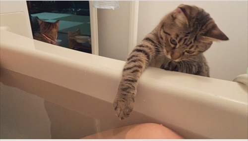 猫のケンカに巻き込まれた飼い主さん