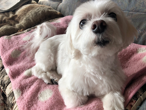 伏せて見上げるワンコ