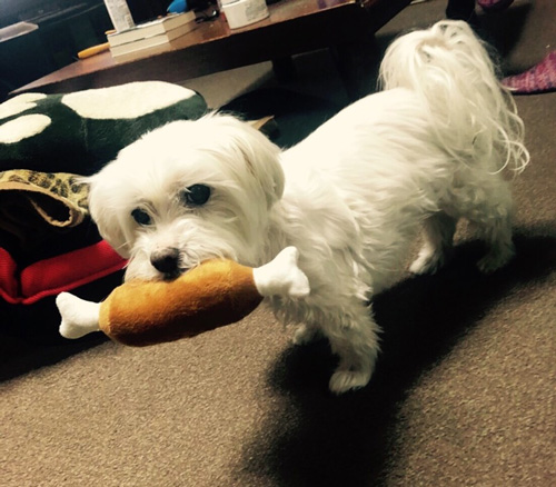 おもちゃくわえワンコ