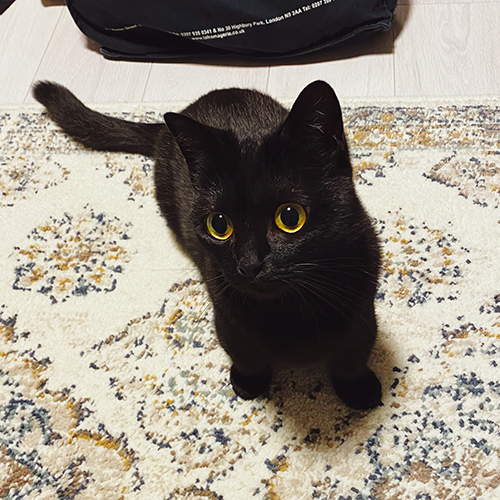 左斜め前を見るハーブちゃん