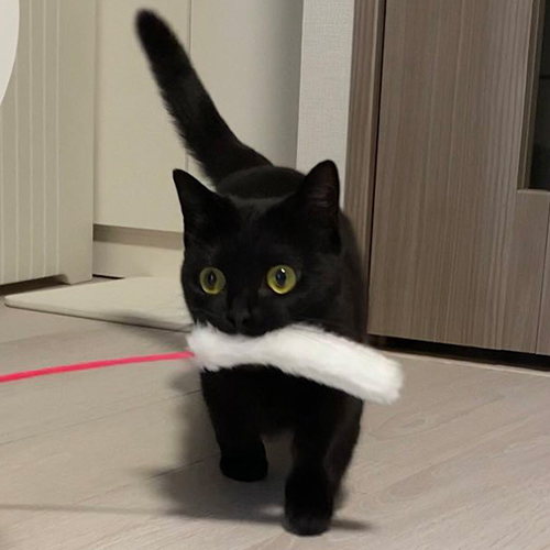 これで遊んでハーブちゃんトリミング