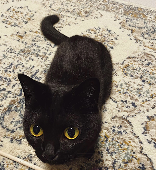 せまりくるハーブちゃん