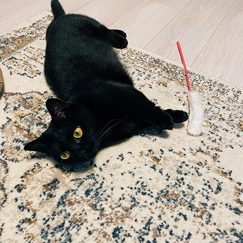 遊び疲れたハーブちゃん