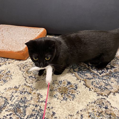 おもちゃをくわえるハーブちゃん