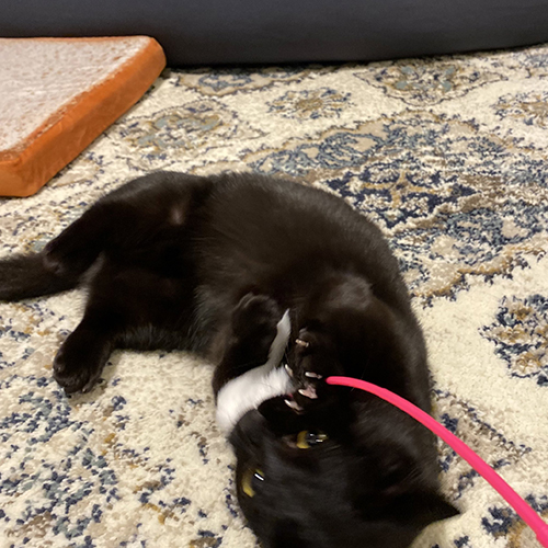 おもちゃをくわえて寝転がるハーブちゃん