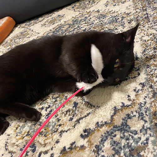 おもちゃを抱えるハーブちゃん