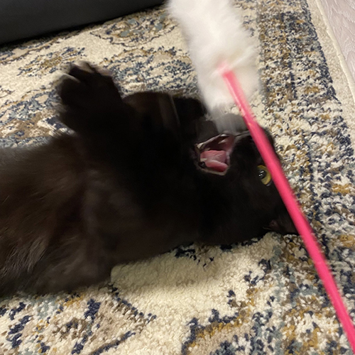 おもちゃにシャーするハーブちゃん