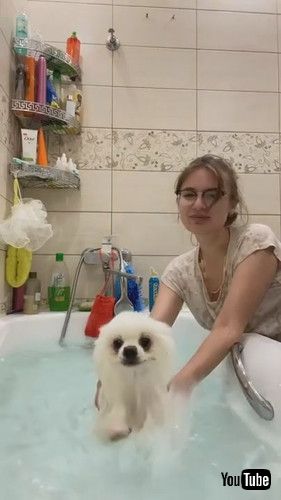 「Pomeranian Swims in the Bathtub || ViralHog」