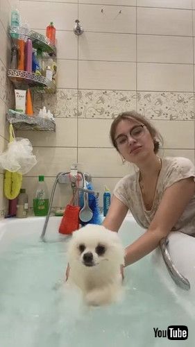 「Pomeranian Swims in the Bathtub || ViralHog」
