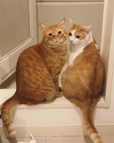 ビスコちゃんとムギちゃん