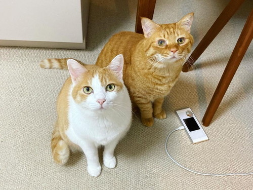 ビスコちゃんとムギちゃん