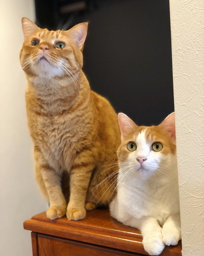 ビスコちゃんとムギちゃん