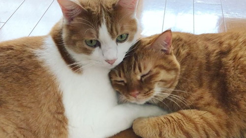 ビスコちゃんとムギちゃん