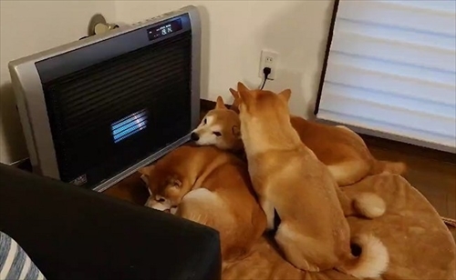 ヒーターの前でぎゅうぎゅうの柴犬さん