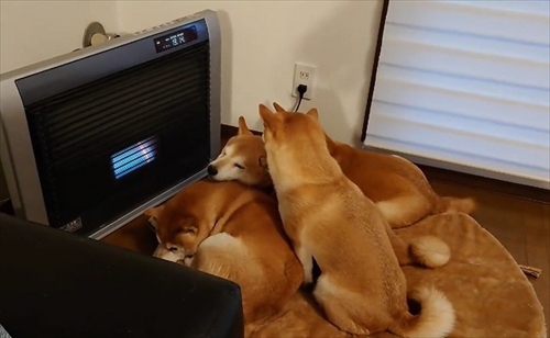 ヒーターの前でぎゅうぎゅうの柴犬さん