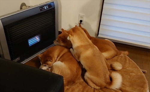ヒーターの前でぎゅうぎゅうの柴犬さん