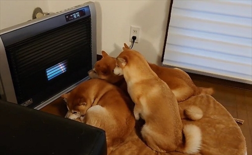 ヒーターの前でぎゅうぎゅうの柴犬さん