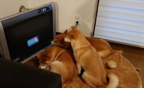 ヒーターの前でぎゅうぎゅうの柴犬さん