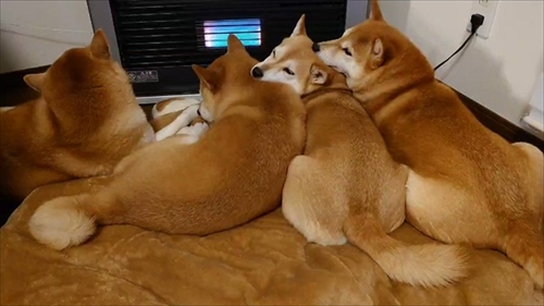 ヒーターの前でぎゅうぎゅうの柴犬さん