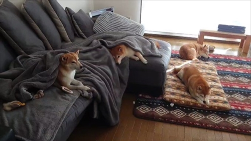 ヒーターの前でぎゅうぎゅうの柴犬さん