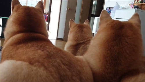 ヒーターの前でぎゅうぎゅうの柴犬さん