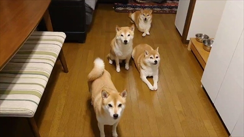ヒーターの前でぎゅうぎゅうの柴犬さん