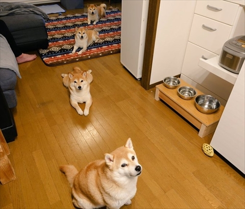 ヒーターの前でぎゅうぎゅうの柴犬さん