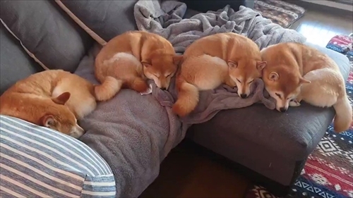 ヒーターの前でぎゅうぎゅうの柴犬さん