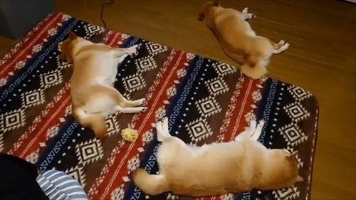 ヒーターの前でぎゅうぎゅうの柴犬さん